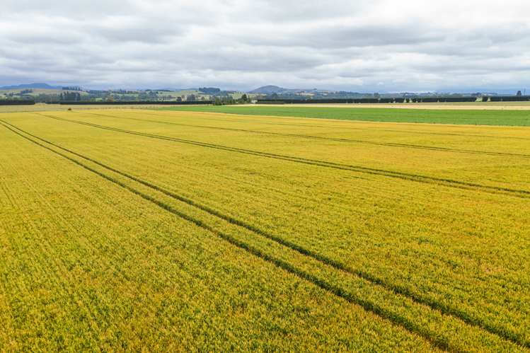 Waireka Road Darfield_15