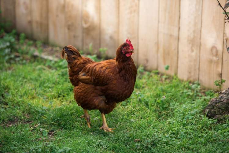 71 Howick Road Redwoodtown_17