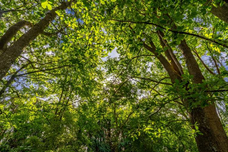 16 Woodlands Way Greytown_7