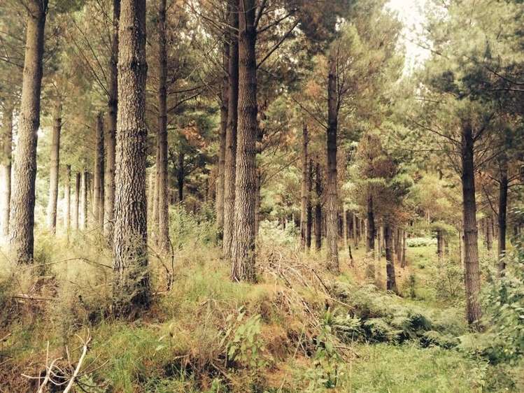 Tahakopa Valley Road Clutha_0