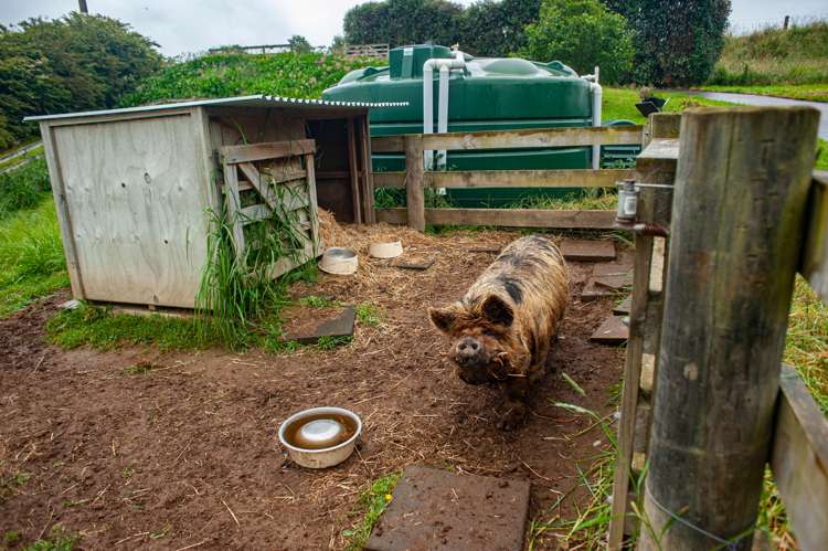 644 Mangaorongo Road Otorohanga_15