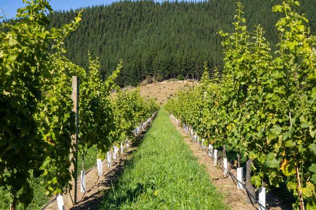Young Vineyard With Supply Agreement