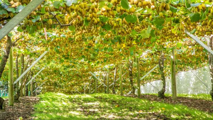 163 Te Puna Road Te Puna_17