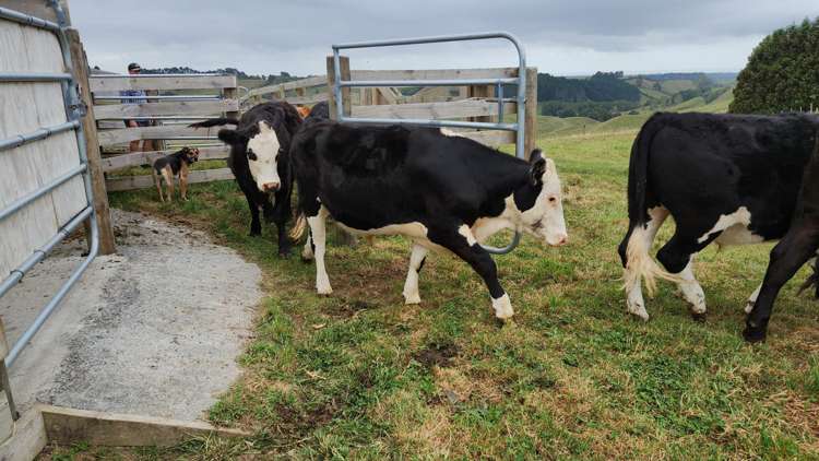 931B Lincoln Road Inglewood_26