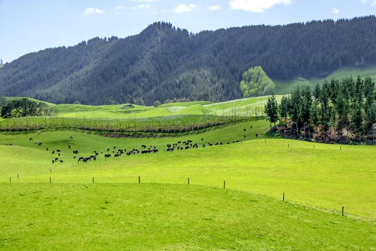 Korako Road Taupo_21