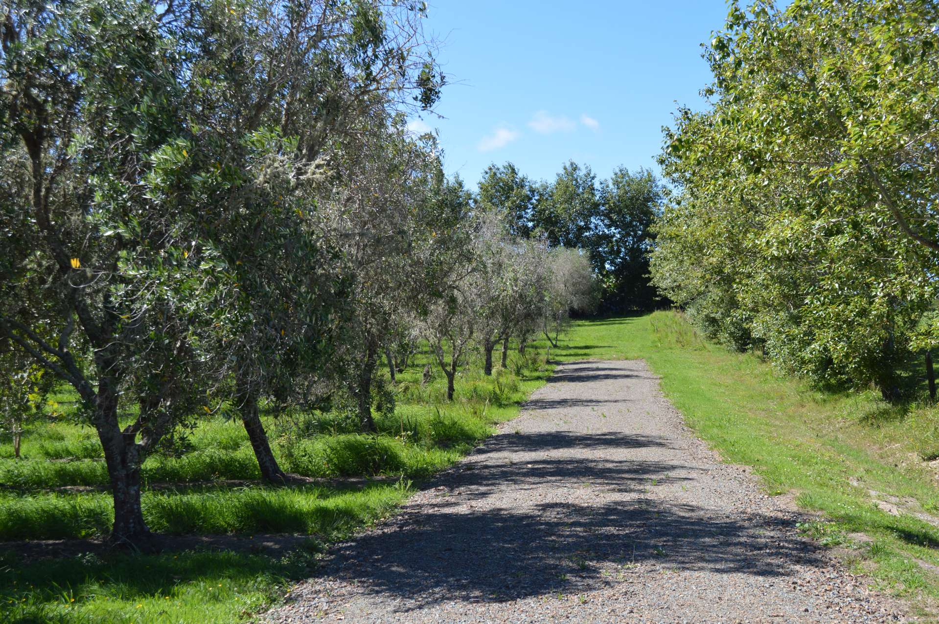 Lot 2 /2282 Cove Road Mangawhai Heads_0