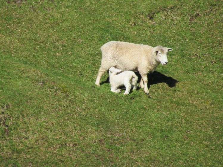 937 Whakamarama Road Whakamarama_17