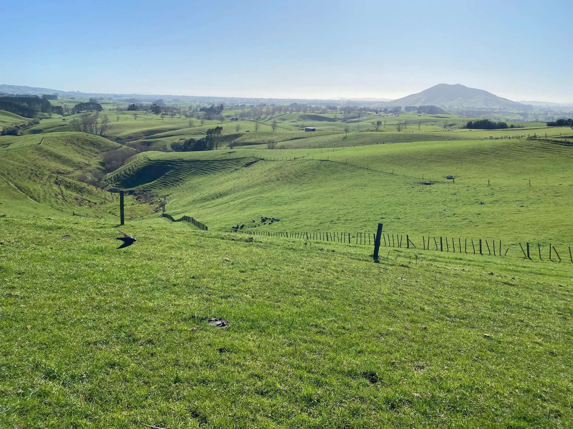 84 Tihiroa Road Otorohanga_0