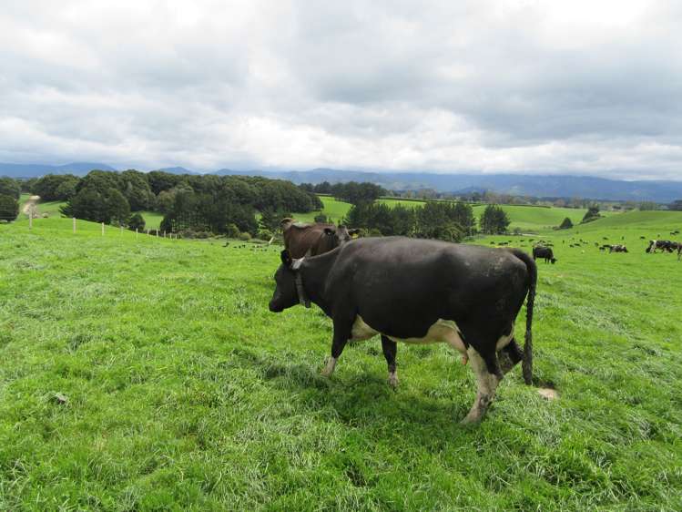 227 Whenuahou Road Norsewood_10