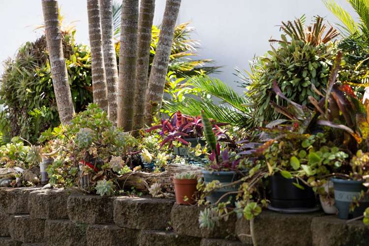 3/11 Ngaio Street Takapuna_3