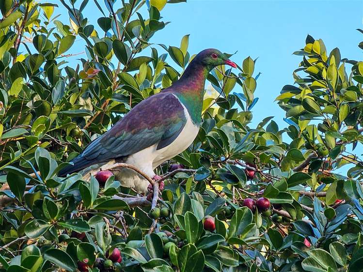 105 Bodhisattva Road Waitoki_27