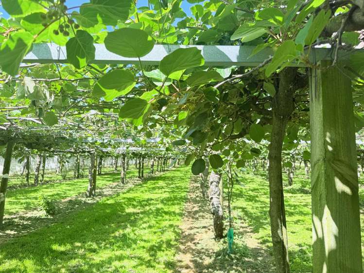 305 No 3 Road Te Puke_9