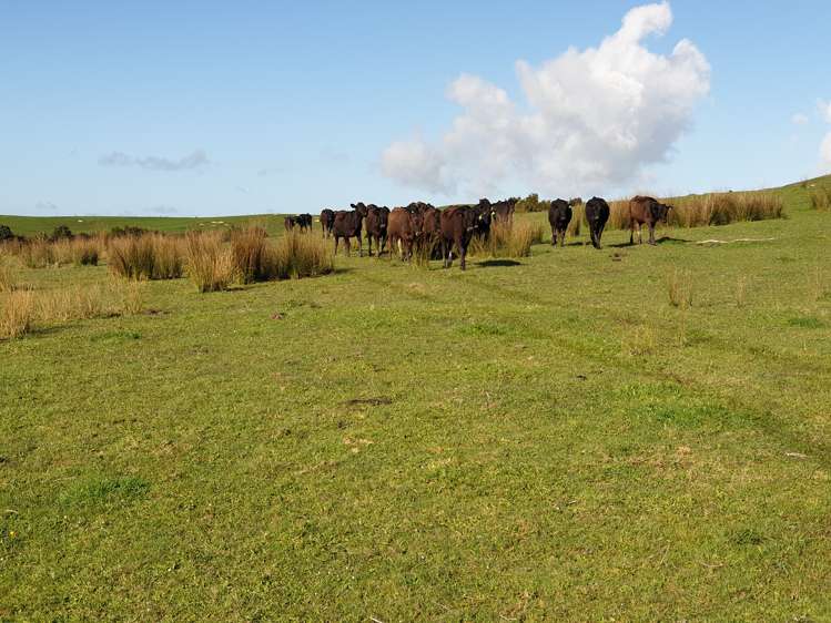 Sterling Road Paparoa_12