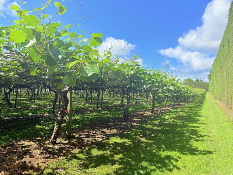 305 No 3 Road Te Puke_2