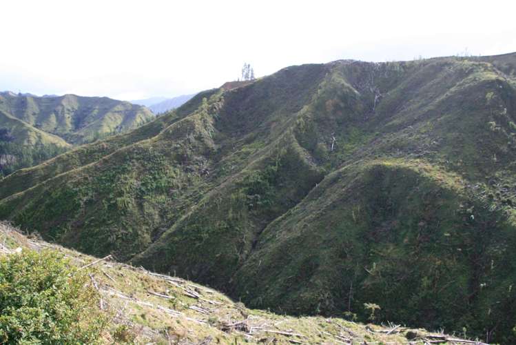 0n Makakaho Road Ngamatapouri_8