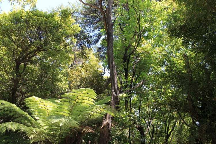 604 Wyuna Bay Road Coromandel_12