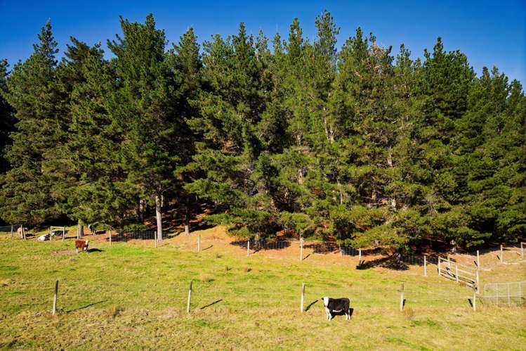 8P Davaar Road Greta Valley_24