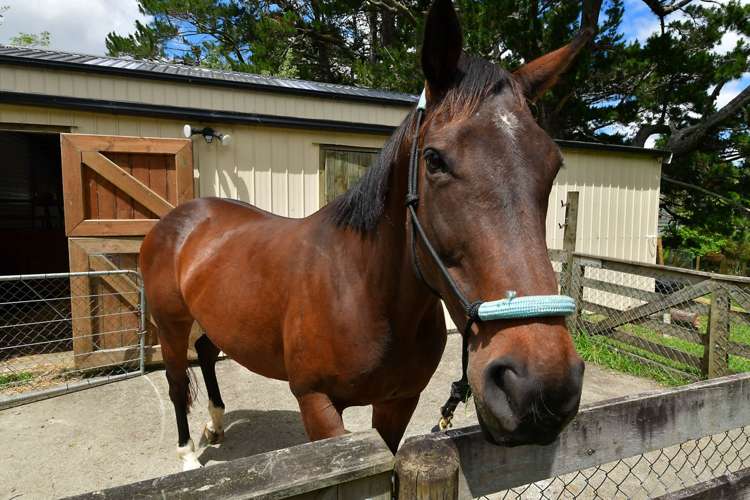 1115b Ahuroa Road Makarau_16