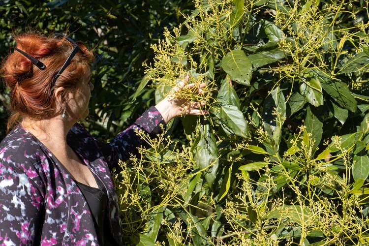 231 Walford Road Aongatete_15