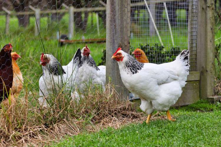 83 Tara Road Mangawhai_19