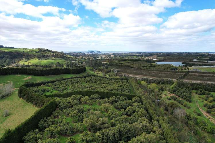 192 Woodland Road Katikati_13