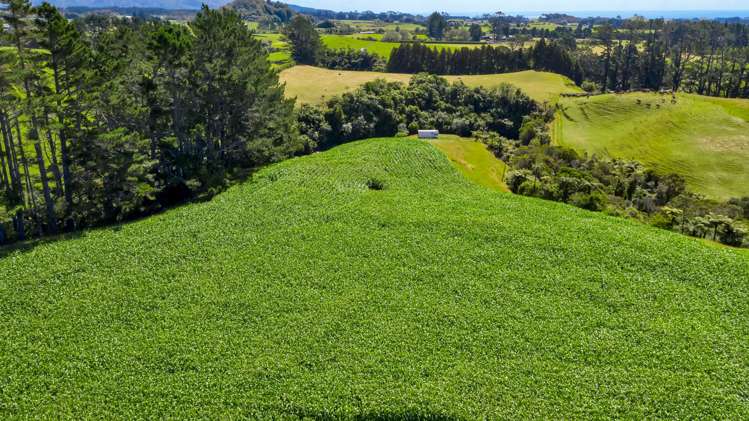 1256 Mangorei Road Mangorei_4