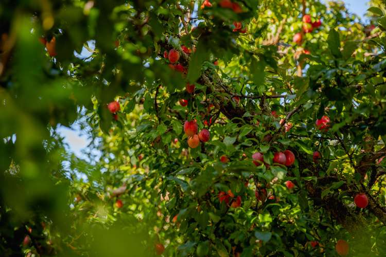 25 Wilson Road North Paengaroa_23