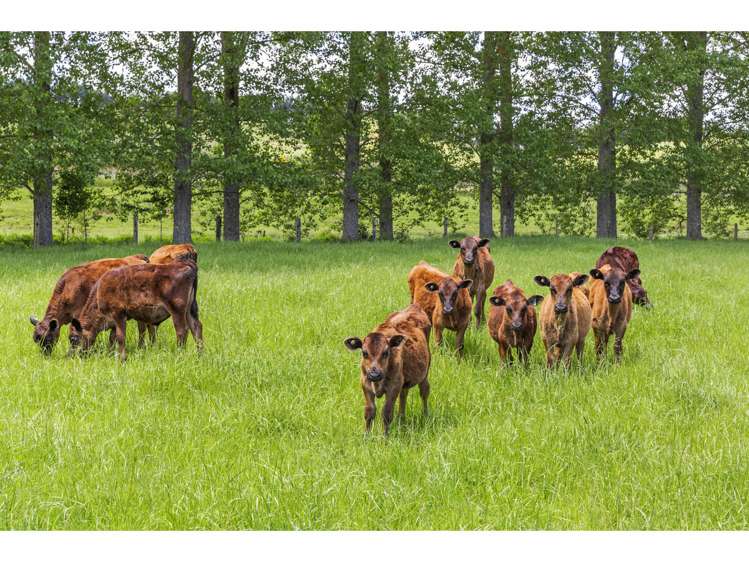 80 State Highway 3 Piopio_7