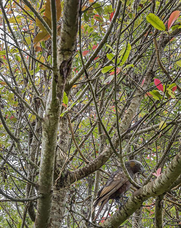 17 Garfield Street Brooklyn_22