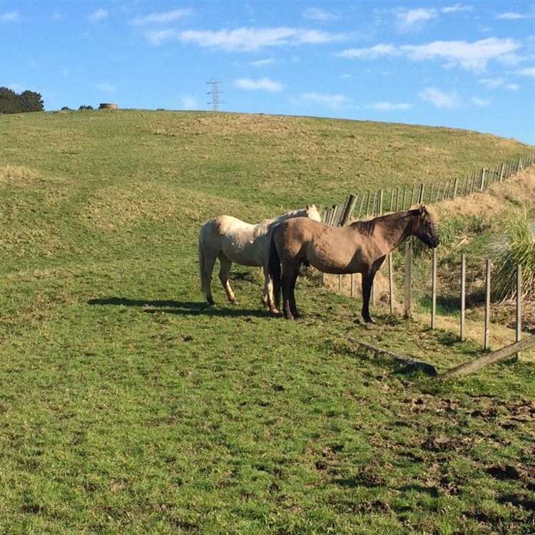 62 Kiwi Lane Kaiwaka_2