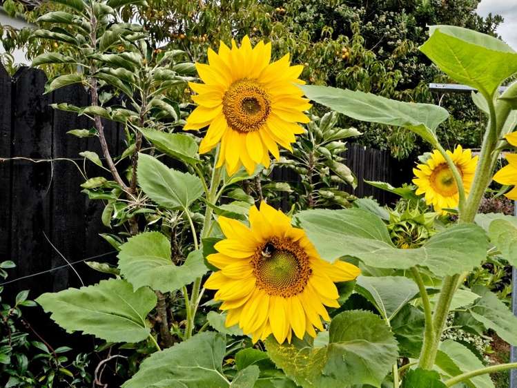 20 Albizia Avenue Henderson_24