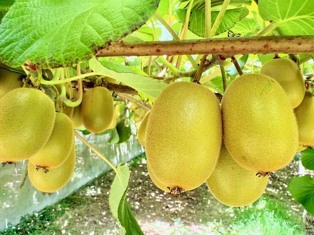 29 I'Anson Road Te Puna_4