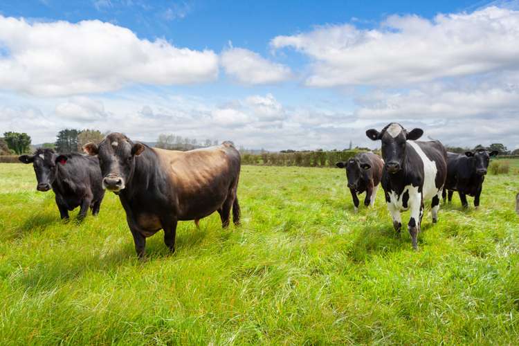 17 Haumia Road Morrinsville_26