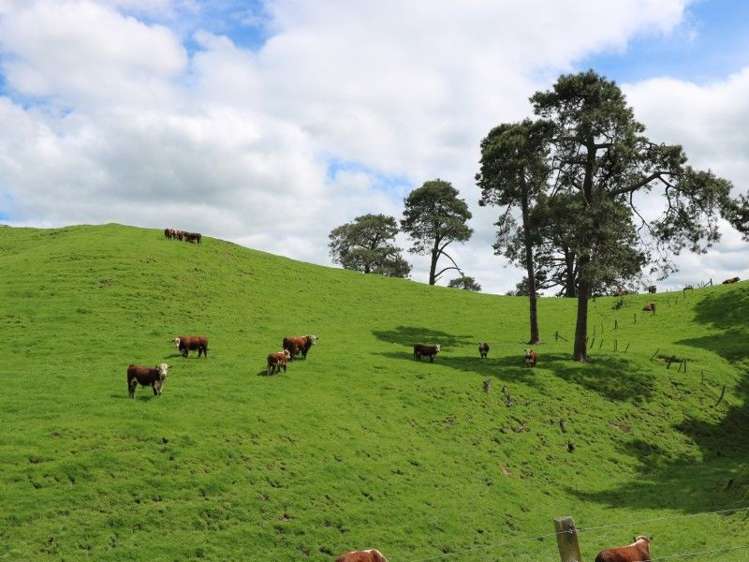 196 Hildreth Road Arapuni_31