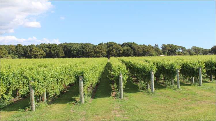 23 Pinot Crescent_0