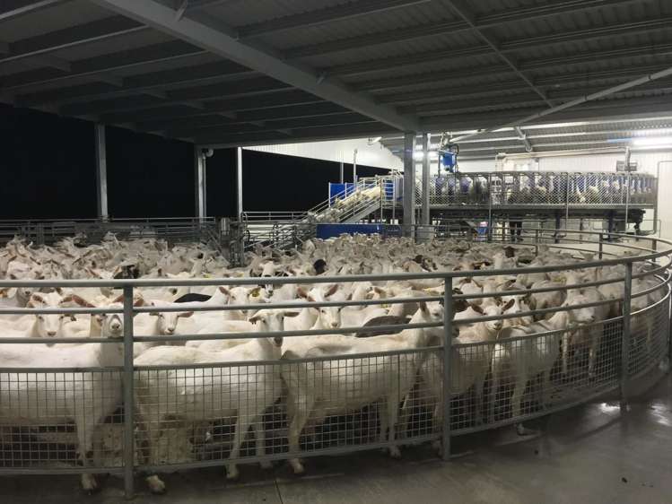 19/198 Hangawera Road Morrinsville_6