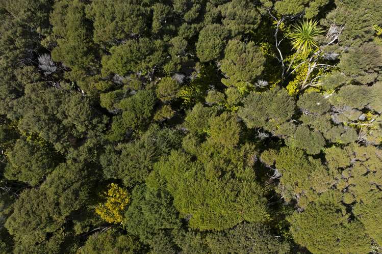 LOT 2 303 Waiaua Road Hihi_7