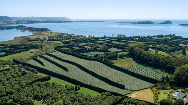 Coastal Gold 3 Orchard with Bumper Crop