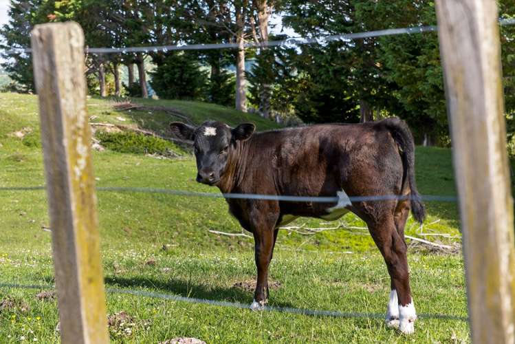 551 Parikanapa Road Tiniroto_63