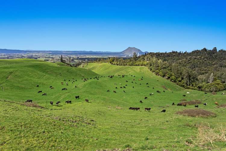 950 Braemar Road Rotoma_24