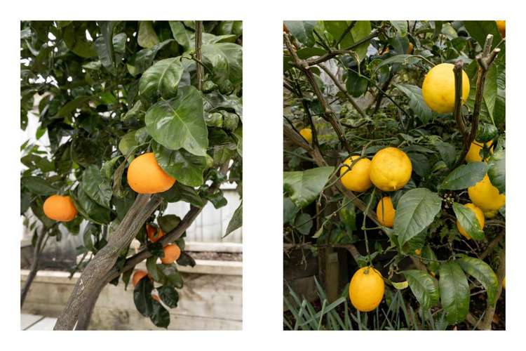 3/4 Greystone Place Omokoroa_23