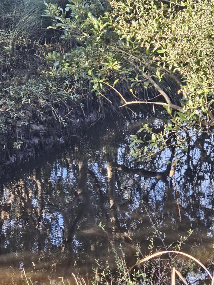 Heath Road Waiharara_21