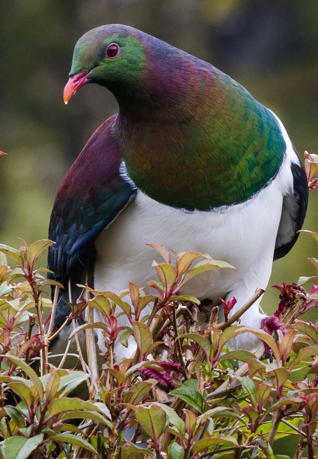 8 Harrison Place Kumara Junction_4