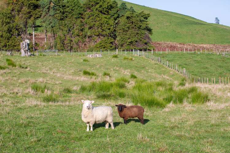 334 Ormondville Te Uri Road Ormondville_3