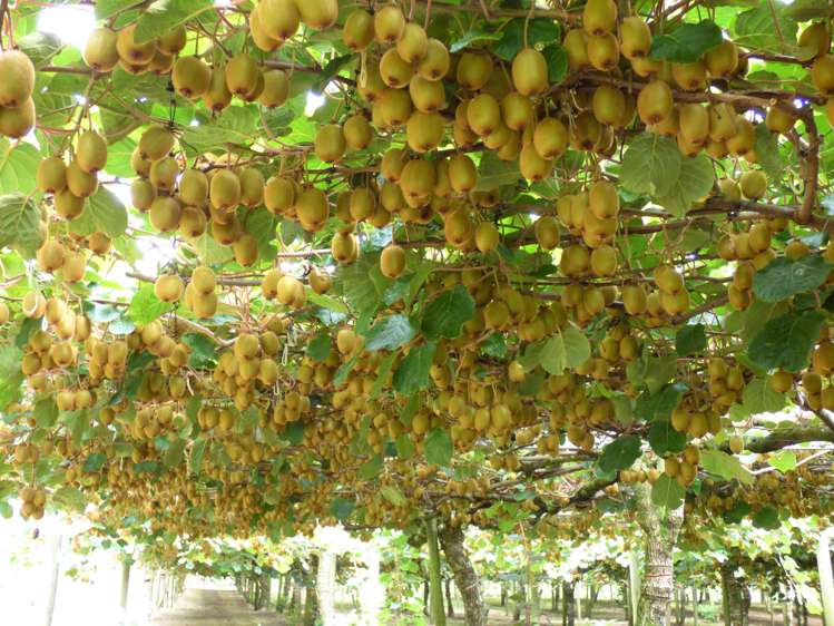 1335a No 3 Road Te Puke_13