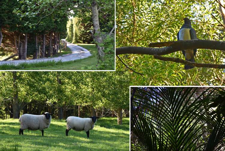 245 Metcalfe Road Matakohe_27