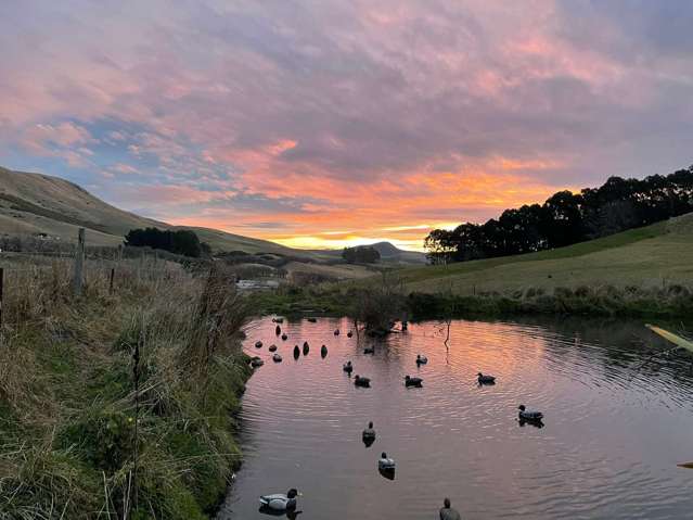 Sheep of Beef grazing choose your lifestyle.