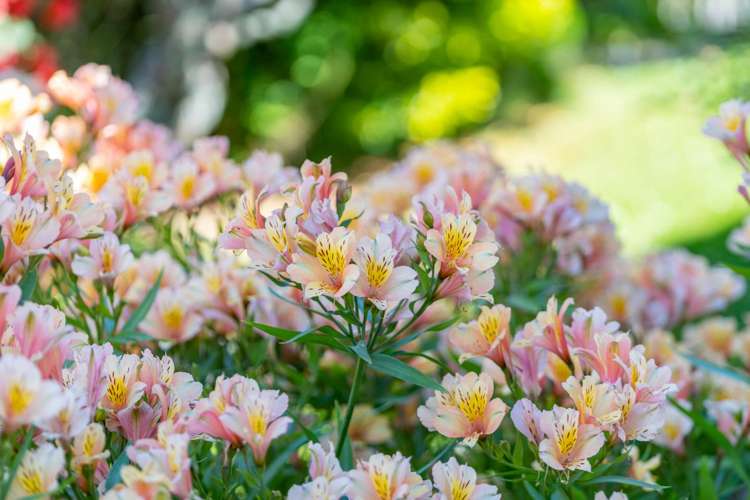 10 Te Kanawa Crescent Henderson_22