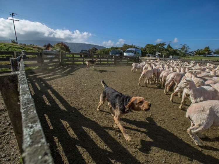 60 Bullians Road Owhango_17