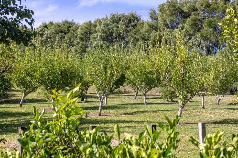 136A Monarch Downs Way in Warkworth, Rodney